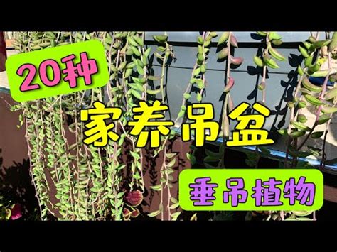 西曬垂吊植物 如果這不是命運